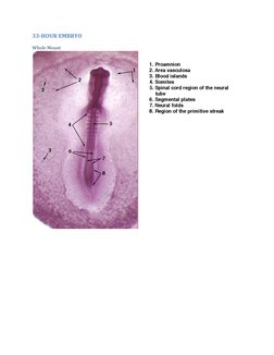 33-HOUR EMBRYO 
Whole Mount 
 
