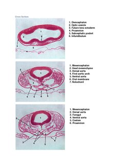 Cross Section 
 
 
 
