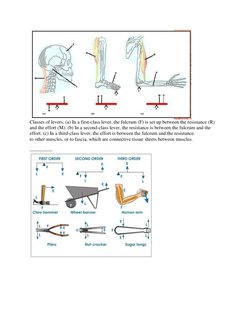 Understanding First, Second, and Third-Class Levers | PDF | Lever ...