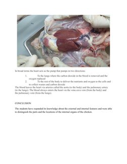 Chicken Dissection Lab Report | PDF | Digestion | Human Body