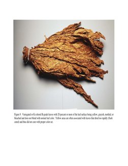 tobacco grading pdf Classification and Quality Evaluation of Leaves with AI and Machine Vision Burley Tobacco Grading Guide |