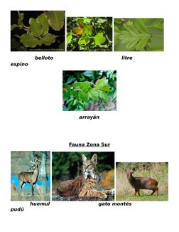 Fauna y Flora de la Zona Norte de Chile | PDF | Organismos | Naturaleza