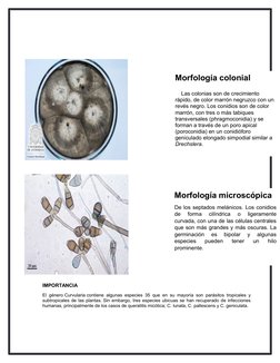 Morfología colonial
__Las colonias son de crecimiento 
rápido, de color marrón negruzco con un 
revés negro. Los conidios son