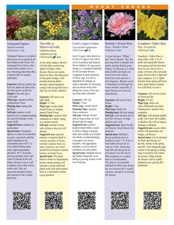 Belinda’s Dream Rose
Rosa x ‘Belinda’s Dream’
USDAZone7
A cross between ‘Tiffany’ 
and ‘Jersey Beauty,’ this fast
growing shr