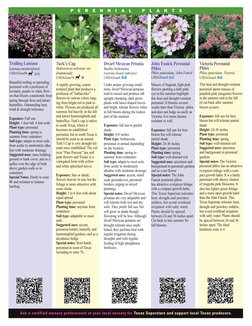 Dwarf Mexican Petunia
Ruellia brittoniana
(various dwarf cultivars)
USDAZone8
Under proper growing condi-
tions, dwarf Mexica