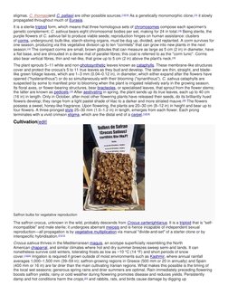 stigmas.  (https://en.wikipedia.org/wiki/File:Safran_-_Saffron_bulbs.JPG)C. thomasiiand C. pallasii are other possible source