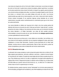 Las ramas con ángulo de unión en forma de U deben conservarse. Las ramas con ángulo 
de unión en forma de V suelen tener