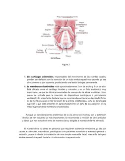 Figura 3 
 
 
5. Los cartílagos aritenoides, responsables del movimiento de las cuerdas vocales, 
pueden ser dañados con la