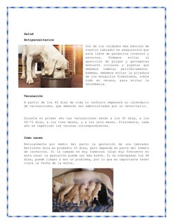 Salud 
Antiparasitarios 
Uno de los cuidados más básicos de 
nuestro Labrador es asegurarnos que 
está libre de parásitos