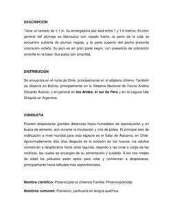DESCRIPCIÓN 
Tiene un tamaño de 1,1 m. Su envergadura alar está entre 1 y 1,6 metros. El color 
general del plumaje es blancu