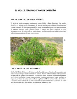 EL MOLLE SERRANO Y MOLLE COSTEÑO  
 
MOLLE SERRANO (SCHINUS MOLLE) 
El árbol de molle, conocido comúnmente como Mulli,