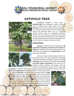 Antipolo Tree: Uses and Characteristics | PDF | Trees | Wood