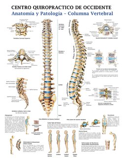 Nervio Espinal
Apófisis Espinosa
Disco Intervertebral
Apófisis Transversa
Vertebras Lumbares, Sacro y Coxis
Con Nervios Espin