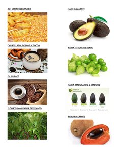 AU- MAIZ DESGRANADO 
 
CHILATE- ATOL DE MAIZ Y COCOA 
 
EH KU-CAFE 
 
ELOHA´TUMA-LENGUA DE VENADO 
 
 
 
 
 
HA´HI-AGUACATE