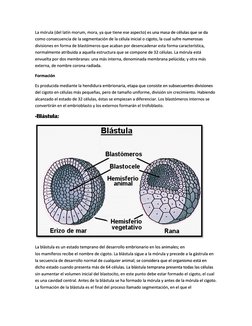 La mórula (del latín morum, mora, ya que tiene ese aspecto) es una masa de células que se da 
como consecuencia de la segm