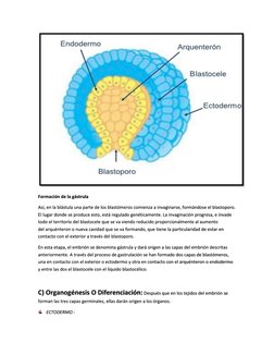 Formación de la gástrula 
Así, en la blástula una parte de los blastómeros comienza a invaginarse, formándose el blastop