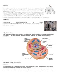 BICICLETA:
La bicicleta es un vehículo de dos ruedas, generalmente del mismo tamaño y dispuestas en línea, que
sirve para el