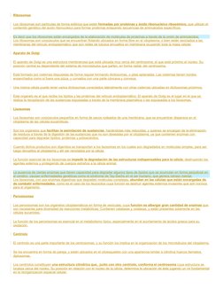Ribosomas
Los ribosomas son partículas de forma esférica que están formadas por proteínas y ácido ribonucleico ribosómico, qu
