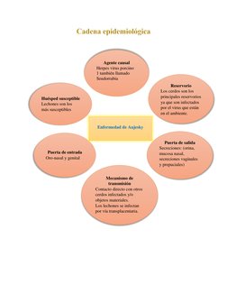 Agente causal 
Herpes virus porcino 
1 también ll