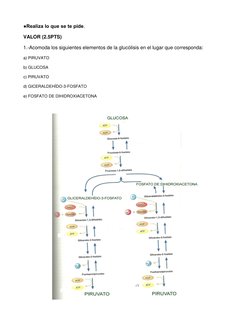 ●Realiza lo que se te pide. 
VALOR (2.5PTS) 
1.-Acomoda los siguientes elementos de la glucólisis en el lugar que corresponda