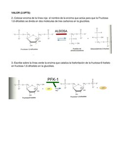 VALOR (2.5PTS) 
2.-Colocar encima de la línea roja  el nombre de la enzima que actúa para que la Fructosa-
1,6-difosfato se d