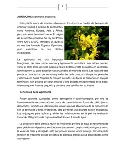8 
AGRIMONIA (Agrimonia eupatoria) 
Esta planta crece de manera silvestre en los ribazos o bordes de bosques de 
encinas y