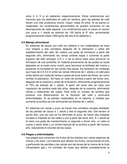 6 
 
años 3, 4, 5 (y en adelante) respectivamente. Estos rendimientos son 
menores que los obtenidos en café sin sombra, pero