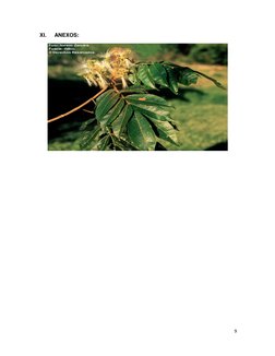 9 
 
XI. 
ANEXOS: 
 
 
 
