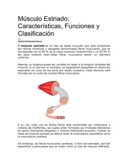 Músculo Estriado: 
Características, Funciones y 
Clasificación
Por
 Rebeca De Azevedo Guaura (https://www.lifeder.com/author/