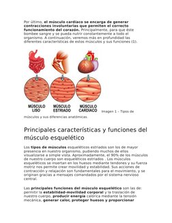 Por último, el músculo cardíaco se encarga de generar 
contracciones involuntarias que permiten el correcto 
funcionamiento d