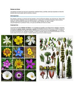 Plantas con flores 
Las plantas con flores son las que se reproducen mediante flores y semillas, este tipo de plantas no tien