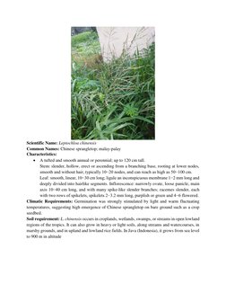 Scientific Name: Leptochloa chinensis  
Common Names: Chinese sprangletop; malay-palay 
Characteristics:  
 A tufted and s