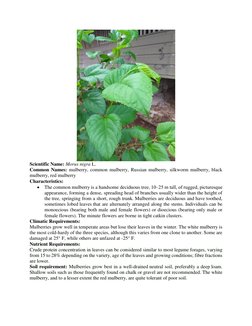 Scientific Name: Morus nigra L. 
Common Names: mulberry, common mulberry, Russian mulberry, silkworm mulberry, black 
mulbe