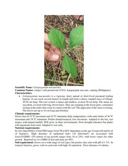 Scientific Name: Calopogonium mucunoides 
Common Names: calopo; wild ground nut (USA); karaparapak sara naw, santing (Phili