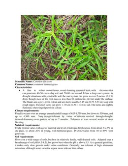 Scientific Name: Cynodon dactylon 
Common Names: common bermudagrass 
Characteristics:  
 A 
fine 
to 
robust stoloniferou