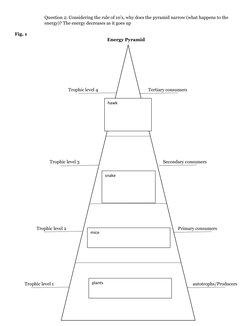 Printable Energy Pyramid Worksheet.pdf Energy Pyramid Diagram Blank