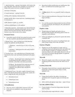 1. Apical meristems - a group of meristemtic cells found at the 
tips of the plant, whose division contributes to an increase