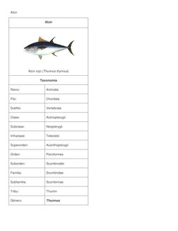 Atún  (https://commons.wikimedia.org/wiki/File:Bluefin-big.jpg)
Atún 
 
Atún rojo (Thunnus thynnus) (https://es.wikipedia.org