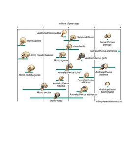 Human Evolution: An Investigatory Project | PDF | Homo | Human Evolution