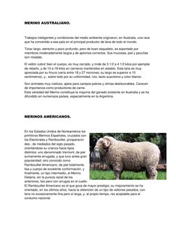 MERINO AUSTRALIANO. 
 
Trabajos inteligentes y condiciones del medio ambiente originaron, en Australia, una raza 
que ha conv