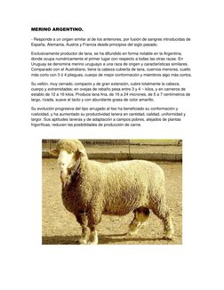 MERINO ARGENTINO. 
- Responde a un origen similar al de los anteriores, por fusión de sangres introducidas de 
España, Aleman