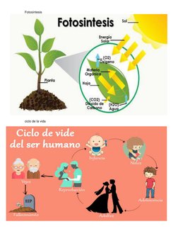 Fotosíntesis 
ciclo de la vida 
 
 
