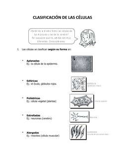 Clasificación de Células por Forma y Estructura | PDF | Biología ...