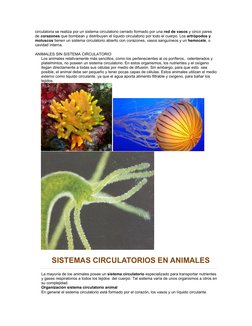 circulatoria se realiza por un sistema circulatorio cerrado formado por una red de vasos y cinco pares 
de corazones que bomb