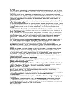 El xilema
Este tejido recorre la planta desde la raíz hasta las partes aéreas como los tallos y las hojas. Su función 
princi