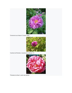 (https://commons.wikimedia.org/wiki/File:Rosa_President_de_Seze.jpg) (https://commons.wikimedia.org/wiki/File:Cardinal_de_ri