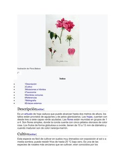 (https://commons.wikimedia.org/wiki/File:Rosa_gallica_%E2%80%94_Flora_Batava_%E2%80%94_Volume_v11.jpg)Ilustración de Flora B