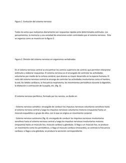 Figura 1. Evolución del sistema nervioso
Todos los actos que realizamos diariamente son respuestas rápidas ante determinados