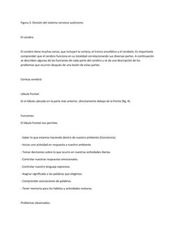 Figura 3. División del sistema nervioso autónomo
El cerebro
El cerebro tiene muchas zonas, que incluyen la corteza, el tronco