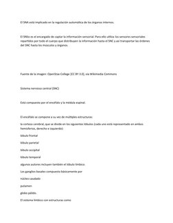 El SNA está implicado en la regulación automática de los órganos internos.
El SNSo es el encargado de captar la información s